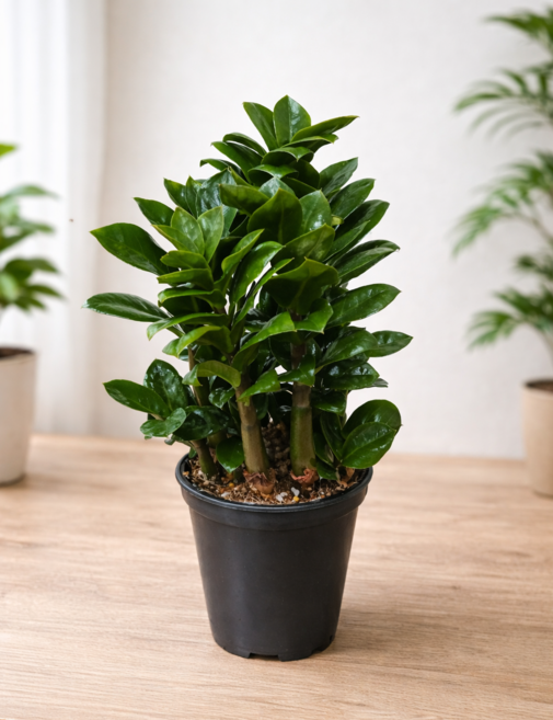 언제나봄 보석금전수(미니중품), 1개, 보석금전수