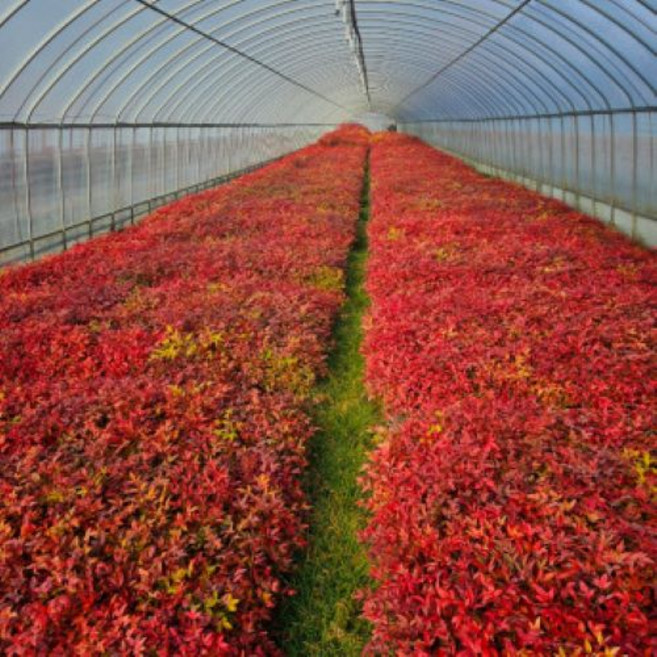 (농업창조)남천나무 2년생 모종, 10개