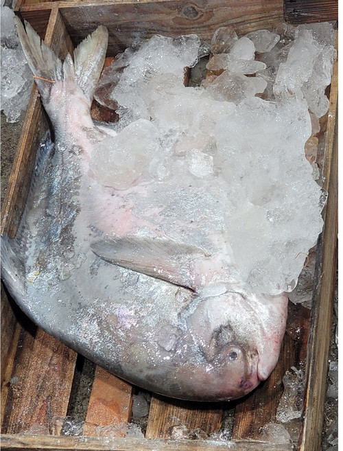 완도 자연산 병어 대형(300g~700g 특특대) 덕자병어 고도리(고등어 새끼) 1팩 무료 증정, 1개, 200g 2마리