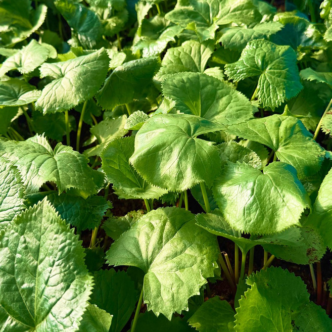 [산지직송] 강원도 생곰취 곰취나물 오늘수확 당일발송 | 리아너스, 1개, 500g