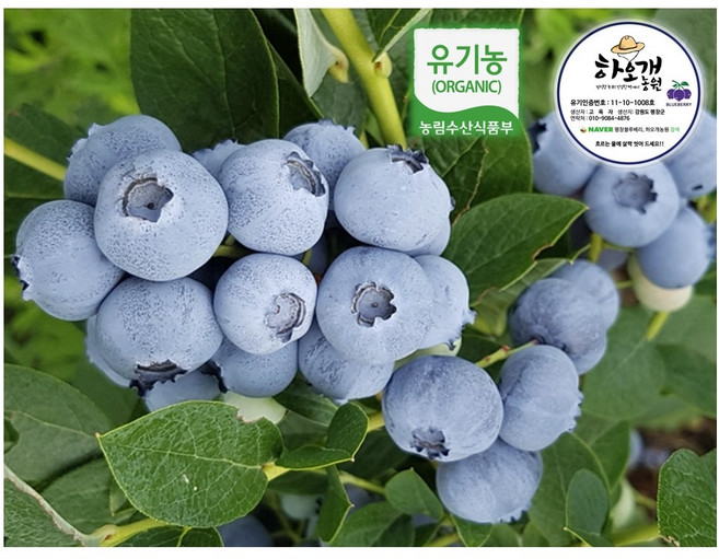 블루베리 생과, 1세트, 5KG