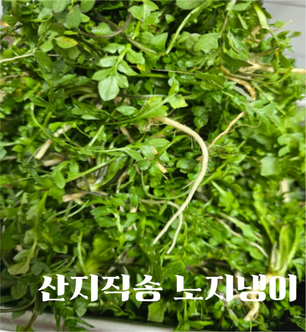 [국내산] 싱싱하고 부드러운 식감 향이좋은 황토 노지 산지직송 세척냉이 봄나물, 2개, 1kg