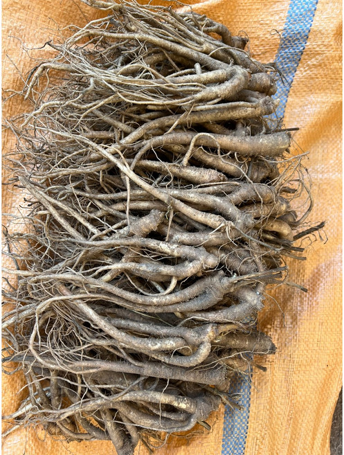 [하늘채농장] 국내산 강원도 토종 도라지 종근, 1개, 1kg