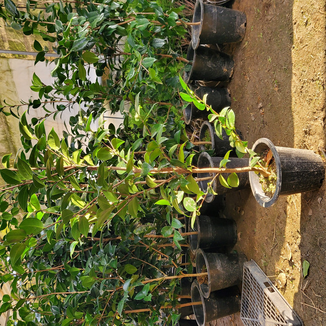 동백나무 묘목 3년생 0.8-1m, 1개, 3년생 동백 빨강