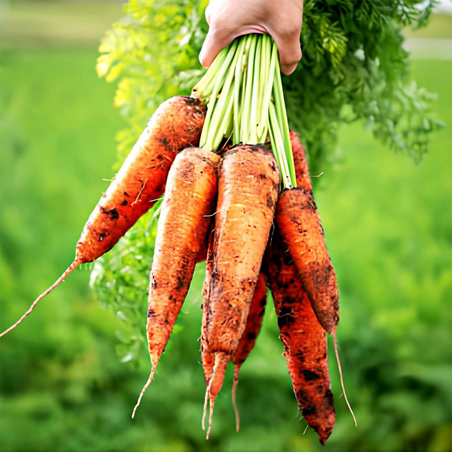 감탄이 쏟아지는 햇 제주 구좌 당근 흙당근 쥬스용, 1박스, 특 1kg