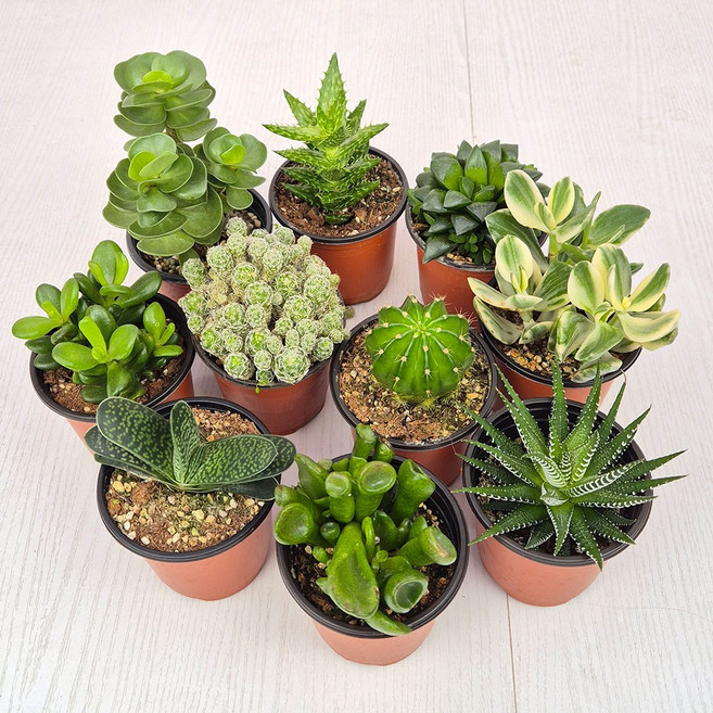 아비가든 다육 선인장 식물 모음 (받침 포함), 1개, 7. 하월시아 수