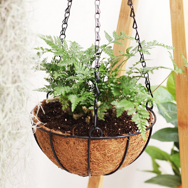 코코넛 걸이 화분 공중식물 넝쿨식물 베란다 5size, XL(35cm)