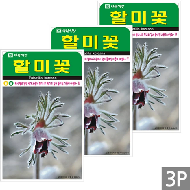 세인화분 할미꽃 50립 - 야생화 다년생 들꽃 꽃 씨 씨앗, 3개 - 쿠팡