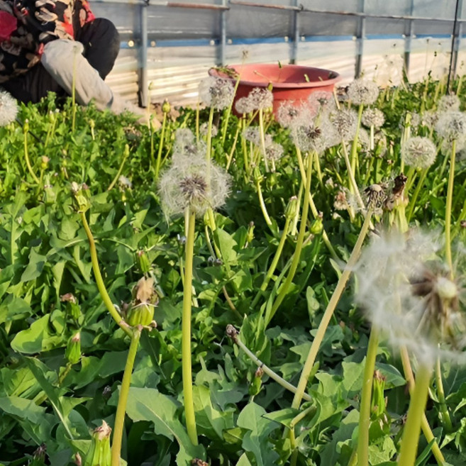 농랑부랑 강원도 양구 흰꽃민들레 하얀민들레 토종민들레 400g, 1박스