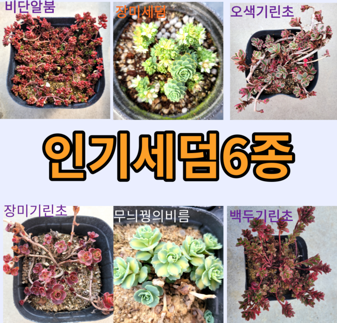 인기세덤6종 / 선택옵션 9cm포트 월동식물 야생화 바위솔 봄꽃 꽃과정원이야기, 4)장미기린초, 1개
