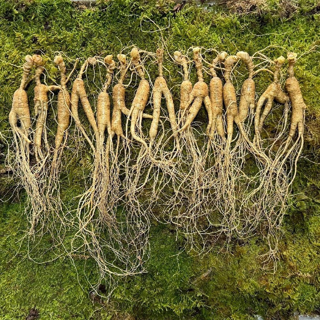 15년근 백두산 장뇌삼 산양삼 10g/뿌리 15뿌리, 150g, 1개