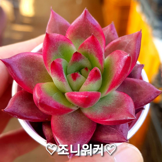 예쁜 희귀 미니다육이, 2번 -조니워커, 1개