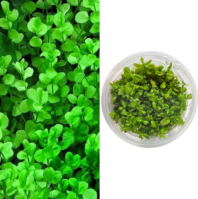 라지 펄그라스 조직배양수초, 1개