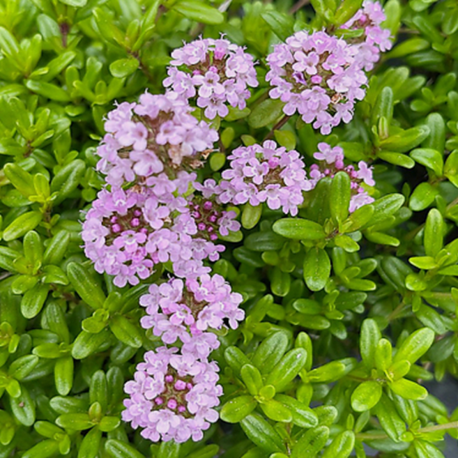 백리향 [4포트] (복남이네야생화 Thymus quinquecostatus 크리핑타임), 4개