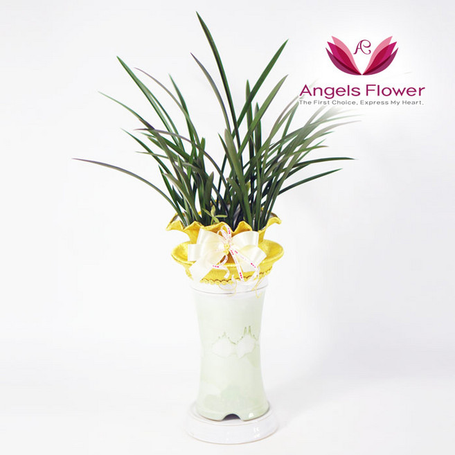 [엔젤스플라워] 마음을 전하는 축하화환 근조화환 축하화분 관엽식물 지역한정특가 꽃화환 당일배송 예약일배송, P201BS_철골소심 일반형, 1개, 1개