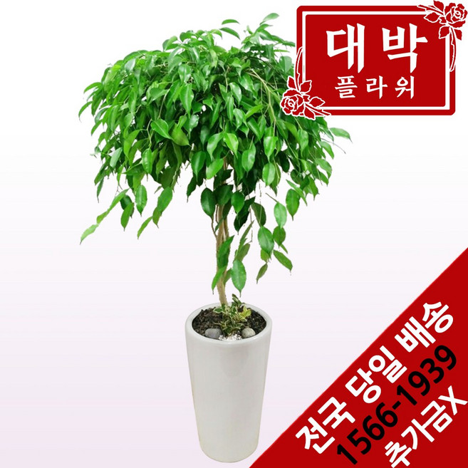 대박플라워 킹벤자민 개업화분 집들이선물 인테리어 공기정화식물 관엽식물 꽃배달, 1개