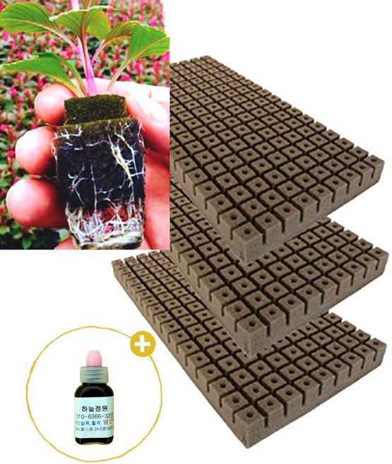 삽목용 오아시스 162구 3장 +발근력20ml, 3세트