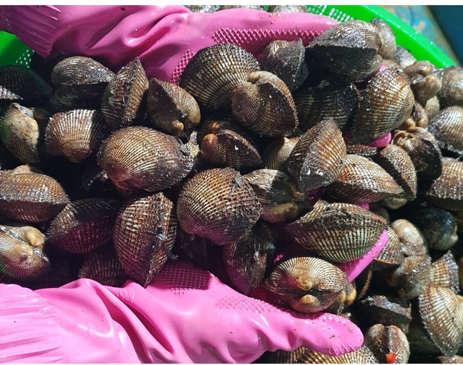 피꼬막 3kg 50미 내외 대용량 꼬막, 1세트