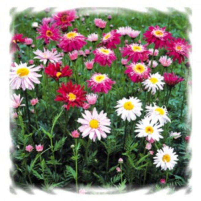 [꽃씨]마가렛, 슈퍼듀플렉스믹스(숙근마가렛) : 20립, 1개