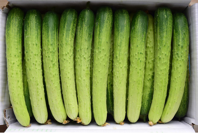 아삭아삭 국내산 백오이 못난이 특, 1개, 10kg(못난이)