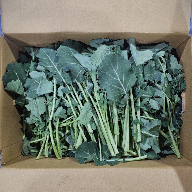 클릭마켓 국내산 유채나물 봄나물 동초 시나나빠, 1개, 500g