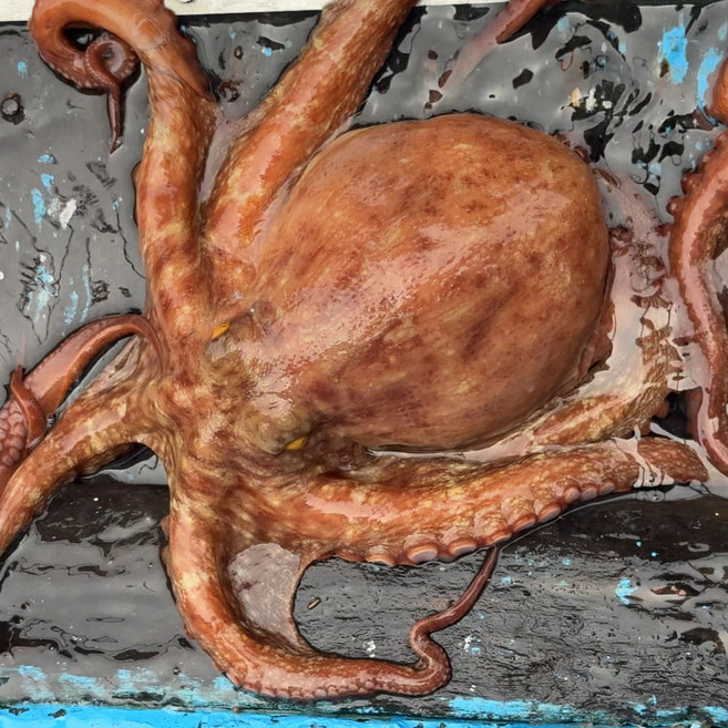 [통영예스수산] 발송 남해안 자연산 돌문어 1kg (1-3미 내외) 통영 산지직송 활문어 생물문어 문어숙회, 1개, 돌문어1kg(1-3미내외)