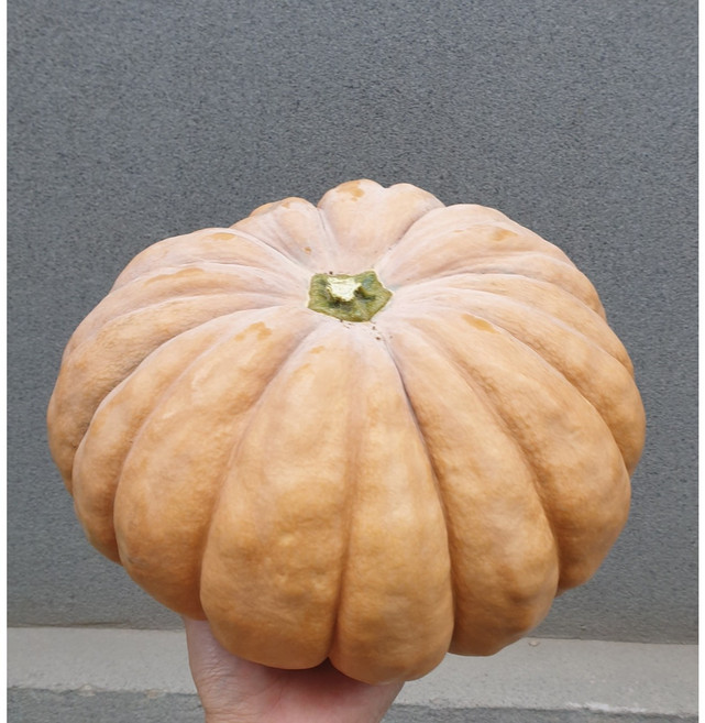 [25년] 국내산 늙은호박 맷돌호박, 1개, 4kg