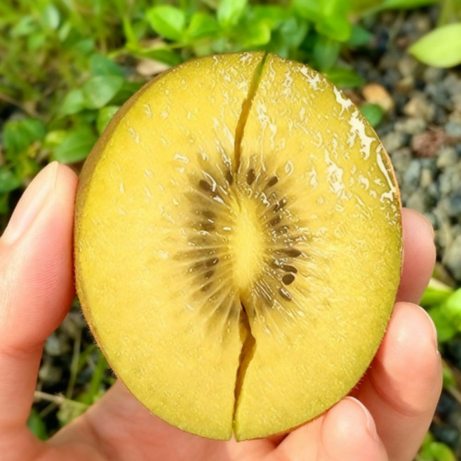 청정 제주 골드키위 건강한 고당도 과일, 1개, 3kg (27과-32과/대과)