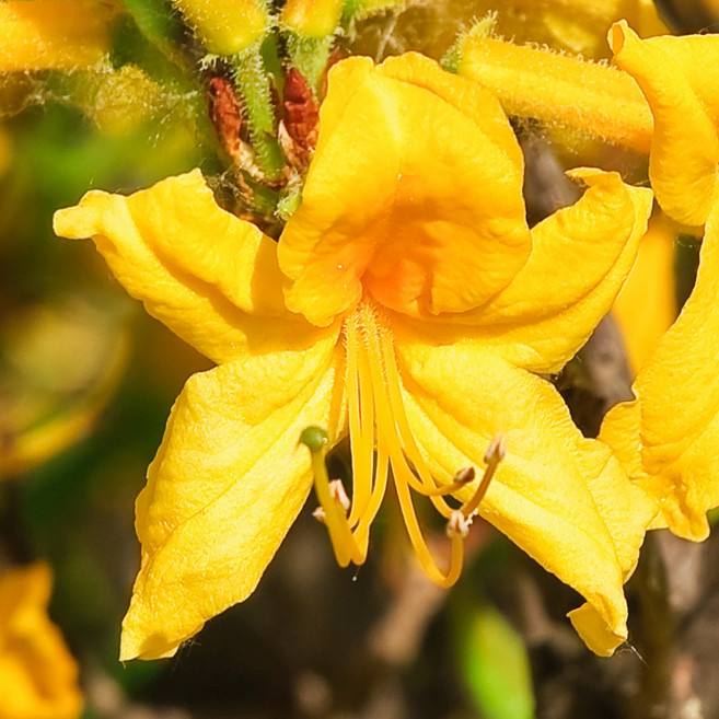 [충북농원] 황철쭉 철쭉나무 묘목 - H0.3 x W0.3분묘 (10주 한묶음), H0.3xW0.3/분 (10주한묶음), 1개