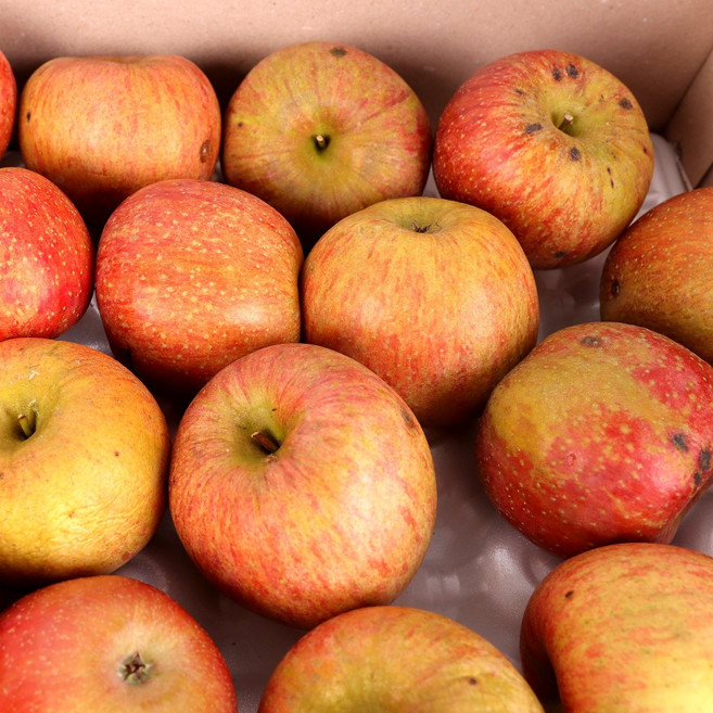 [한정수량 초특가] 경북 사과 대용량 주스용 실중량, 1박스, 10KG