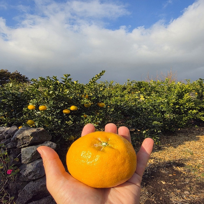 신품종 윈터프린스 첫출하, 1개, 3kg