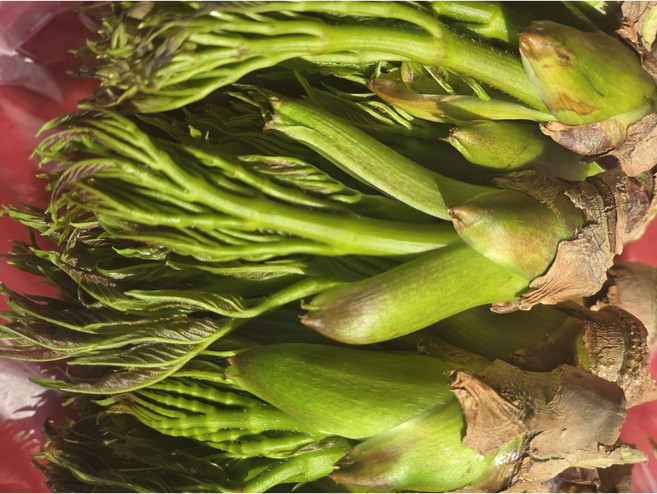젠틀블루 참두릅 봄제철 나물, 1개, 2kg