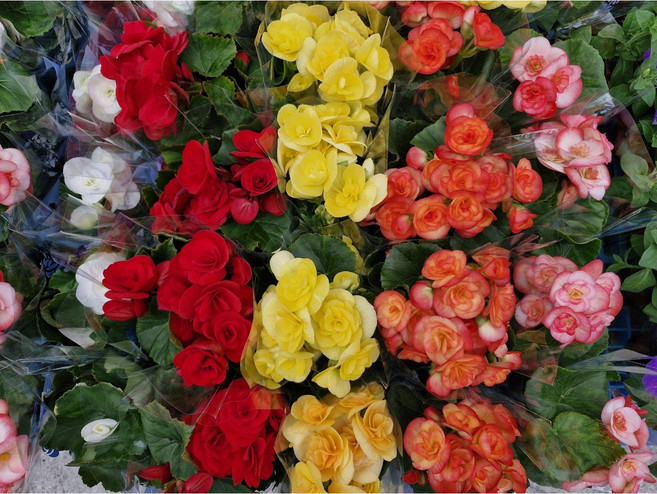 장미베고니아 꽃베고니아 4색 한세트출고, 1개