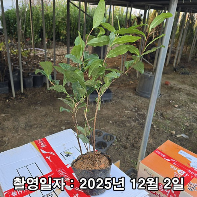 충주원예조경 / 녹차나무 / 실생5년 / 포트묘, 1개, 녹차