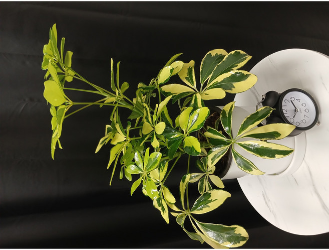 칼라홍콩야자의 꽃말은 "행운" "풍요" "함께하는 사랑" 등으로 알려져 있습니다. 이는 잎의 우산 모양과 화려한 무늬에서 유래한 상징적 의미로 실내에서 키우기 쉬운 반려식물로