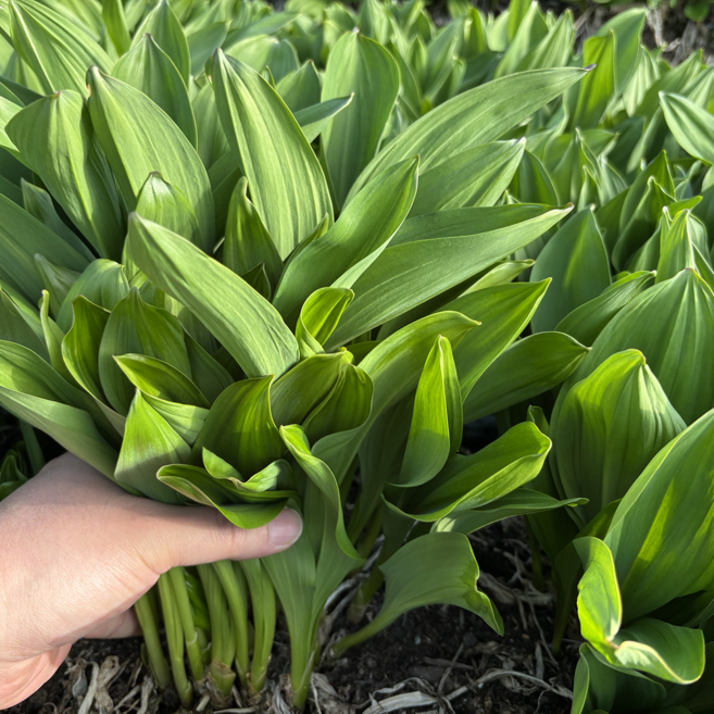 명이나물 잎명이 생명이 강원도 인제 산마늘 산지직송 산나물 봄나물, 1kg, 1박스
