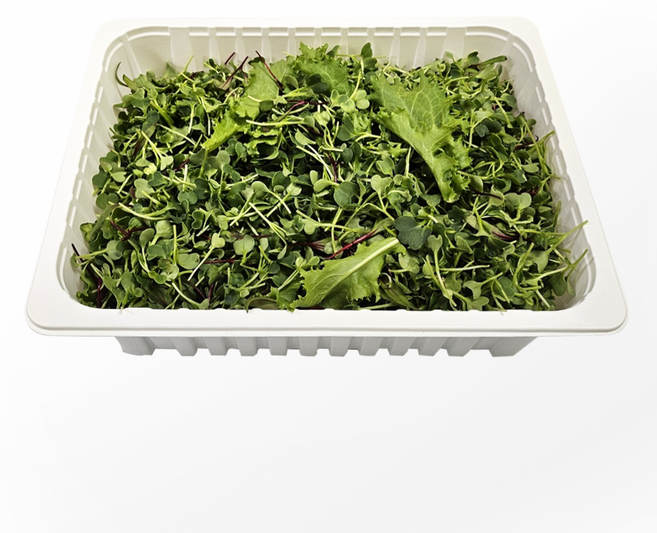 어린잎 채소 & 치커리 믹스, 2개, 500g