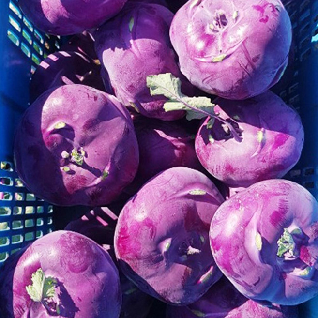 웰빙채소 콜라비, 1박스, 3kg