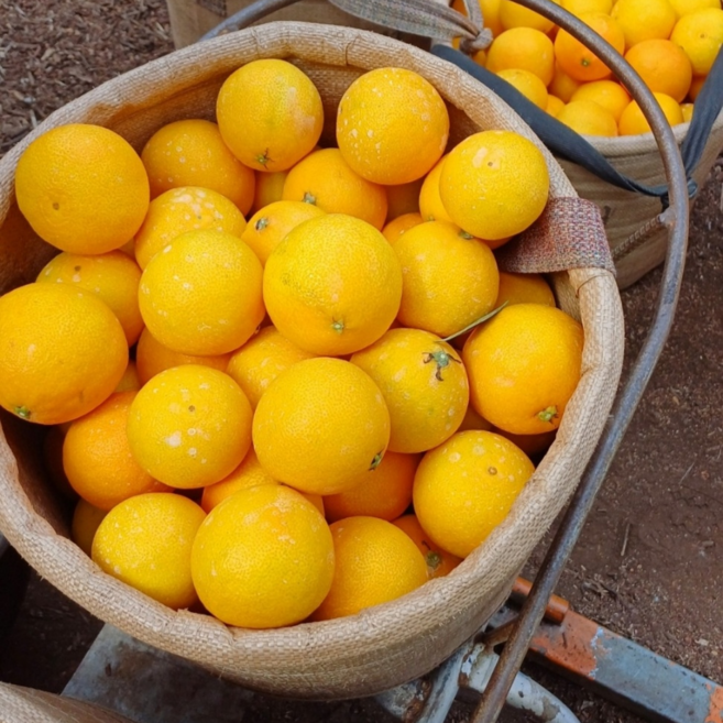 산지직송 황금향 고당도 프리미엄 3kg5kg 선물세트, 1박스, 황금향 A급 중소과 2kg(8~12과)