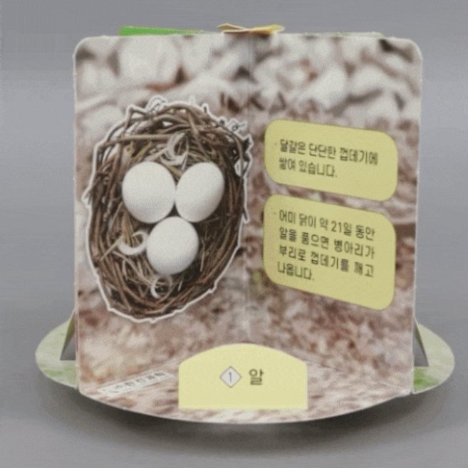 (한진과학)닭의 한살이 만들기(회전식), 1개