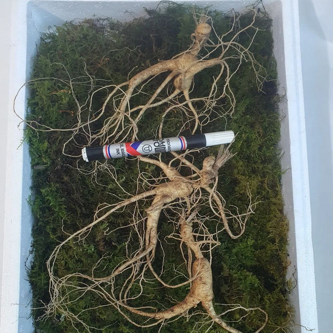 강원도 산지 직송 산양삼 15년근(최소 3뿌리) 특 선물용 프리미엄 설날명절선물