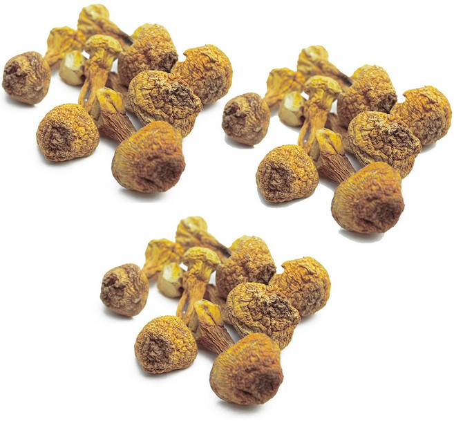 아가리쿠스 / 중국산 (500g)