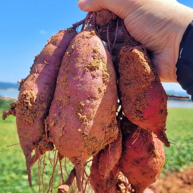 꿀 밤고구마 무안 유기농 비세척 베니하루카 3kg 5kg 10kg, 1박스, 3kg 상특