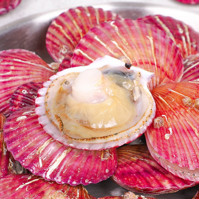 vy 산지직송 바다의 품격 통영 홍가리비, 1개, 홍가리비 1kg