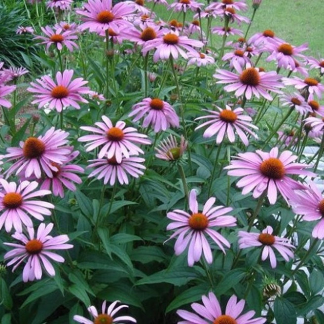 에키네시아 모종(정원가꾸기 모종포트식재 야생화 노지월동) 아름다운꽃, 5개