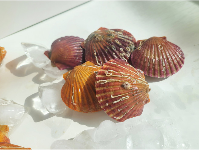 대연수산 통영/고성 깨끗한 홍가리비 2kg, 1개