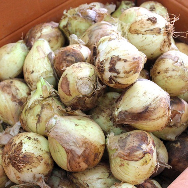 [최저가 26년 국내산] 아삭아삭 햇 양파 2kg/3kg/5kg/10kg, 양파3kg(중/장아찌용), 1개