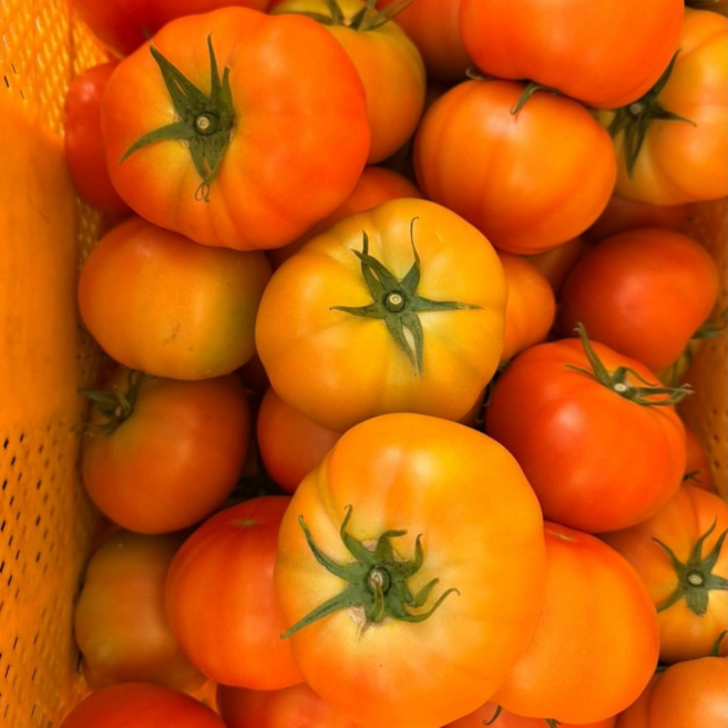 못난이토마토 5kg 크기다양 유럽종 요리용 주스용 산지직송 플루토스, 1박스, 5kg 못난이대과(220g 초과)