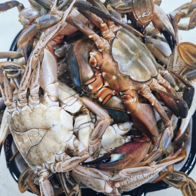 서해안 생물 돌게 박하지 1kg 국내산 활 민꽃게 돌게장 간장게장, 1개, [생물] 돌게 1kg