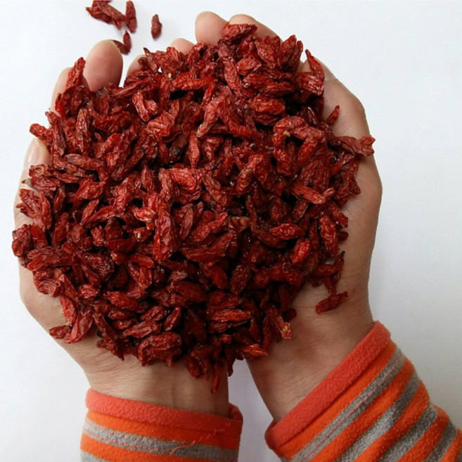 [선물용] 2025년 해풍맞고 자란 진도 햇구기자 원산지 및 생산자 증명서 동봉, 600g, 1개